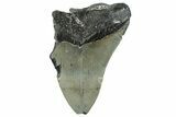 Bargain, Fossil Megalodon Tooth - North Carolina #294693-1